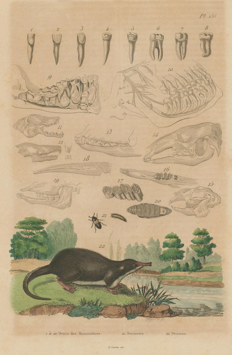 MAMMAL TEETH. Dents Mammiferes (Teeth Mammals). Dermestes beetle. Desman 1833